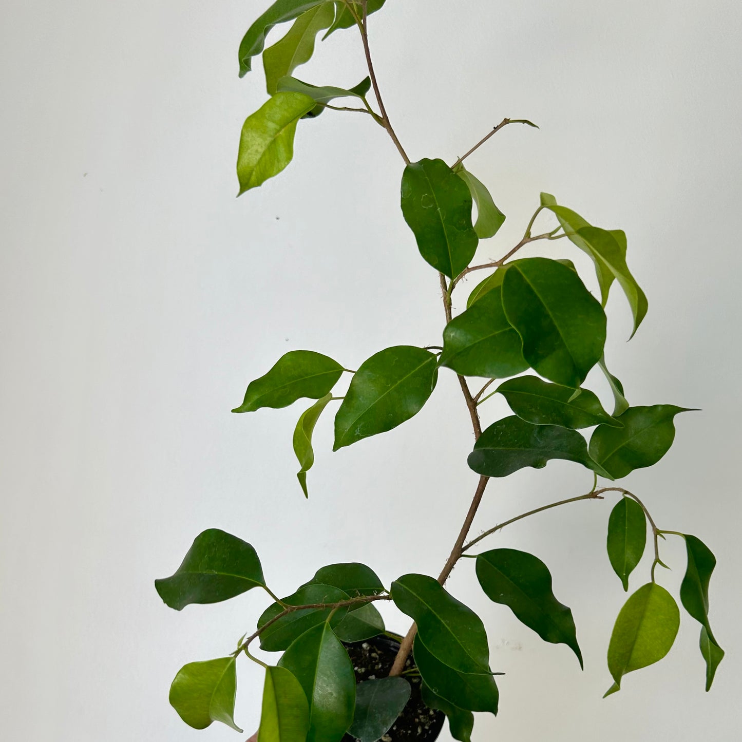 Ficus Benjamina  3.5" pot