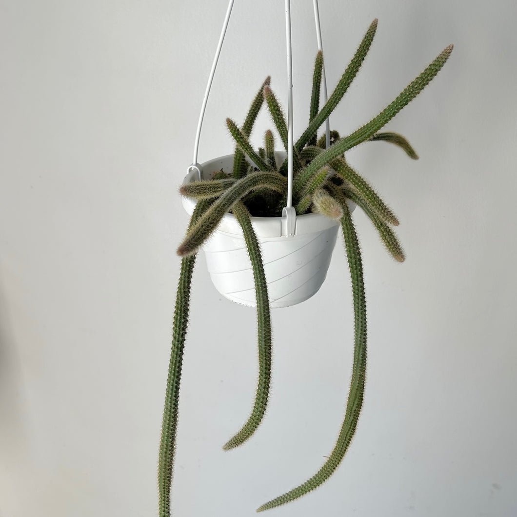 Rat Tail Cactus (Aporocactus flagelliformis )6” hanging basket