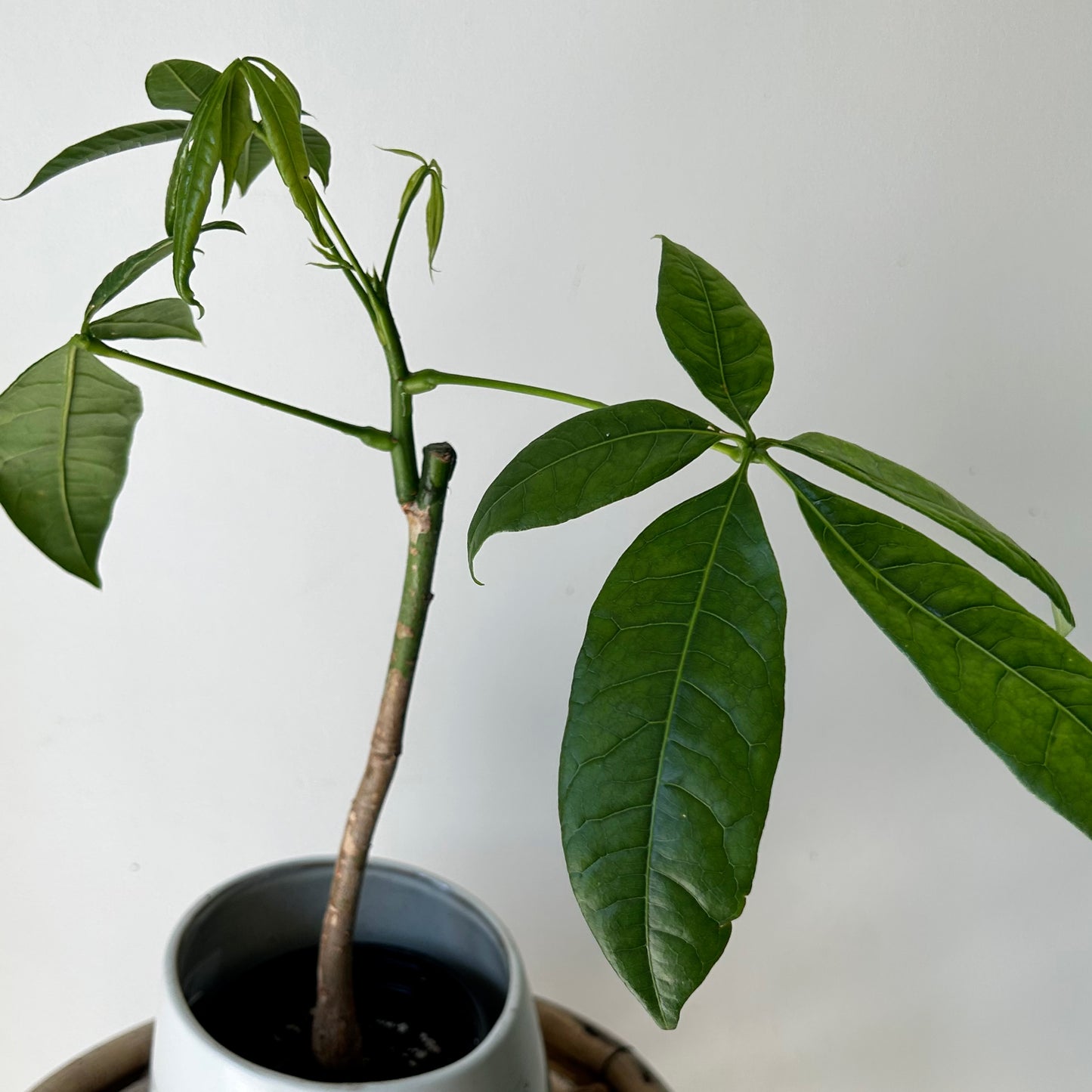 Money Tree (Pachira aquatica) single stalk 4”pot