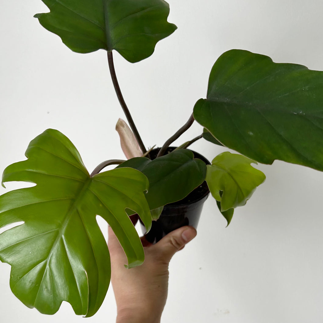 Philodendron Mayoi 3.5”pot