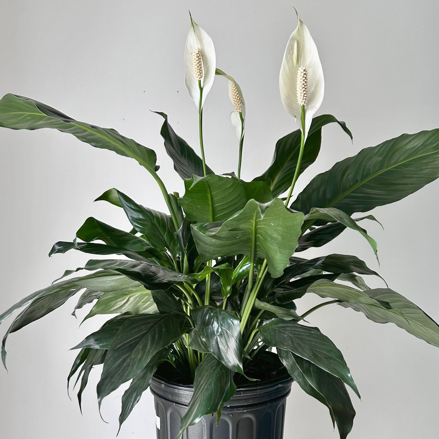 Peace Lily (Spathiphyllum) 8”pot