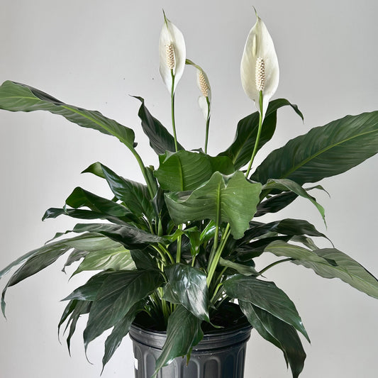 Peace Lily (Spathiphyllum) 8”pot