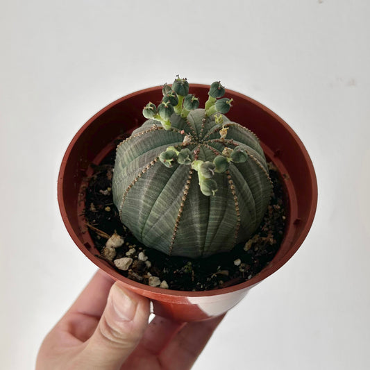 Baseball Plant (Euphorbia Obesa) 4” pot