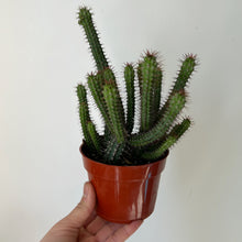 Load image into Gallery viewer, Euphorbia baioensis 4” pot
