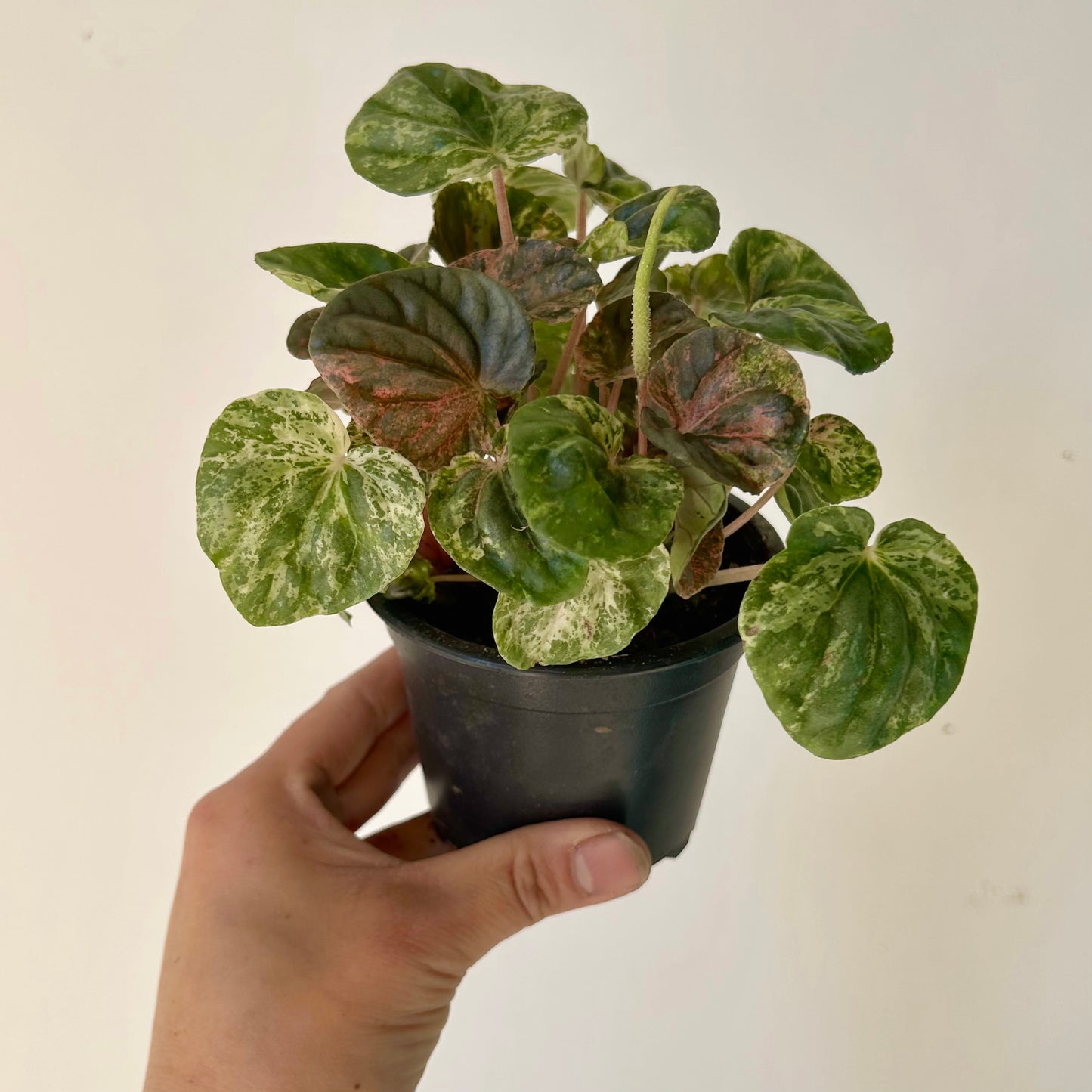 Peperomia Caperata variegated “pink lady”3.5”pot