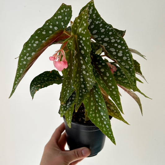 Begonia Maculata “Double Dot” 4”pot