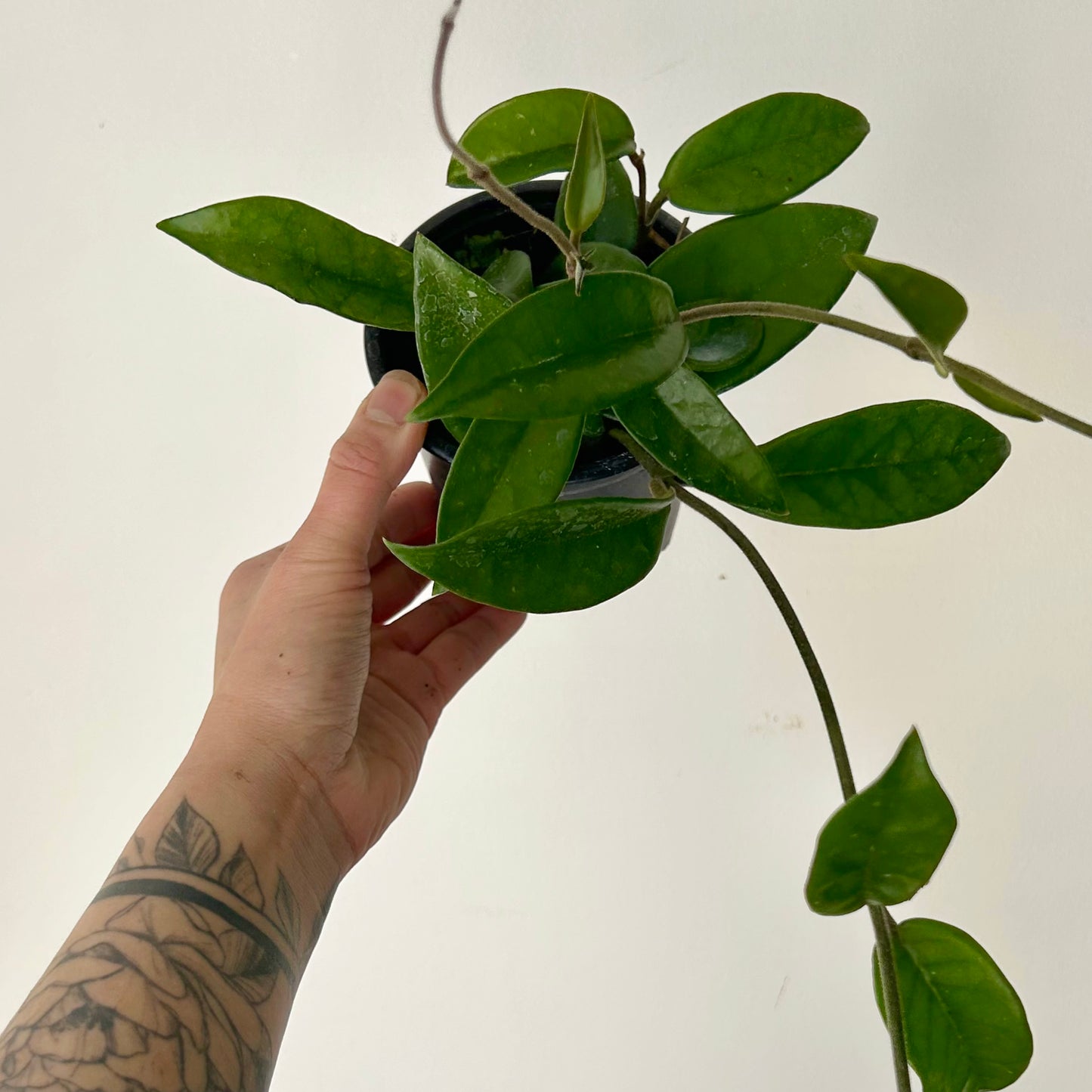 Hoya carnosa 4” pot