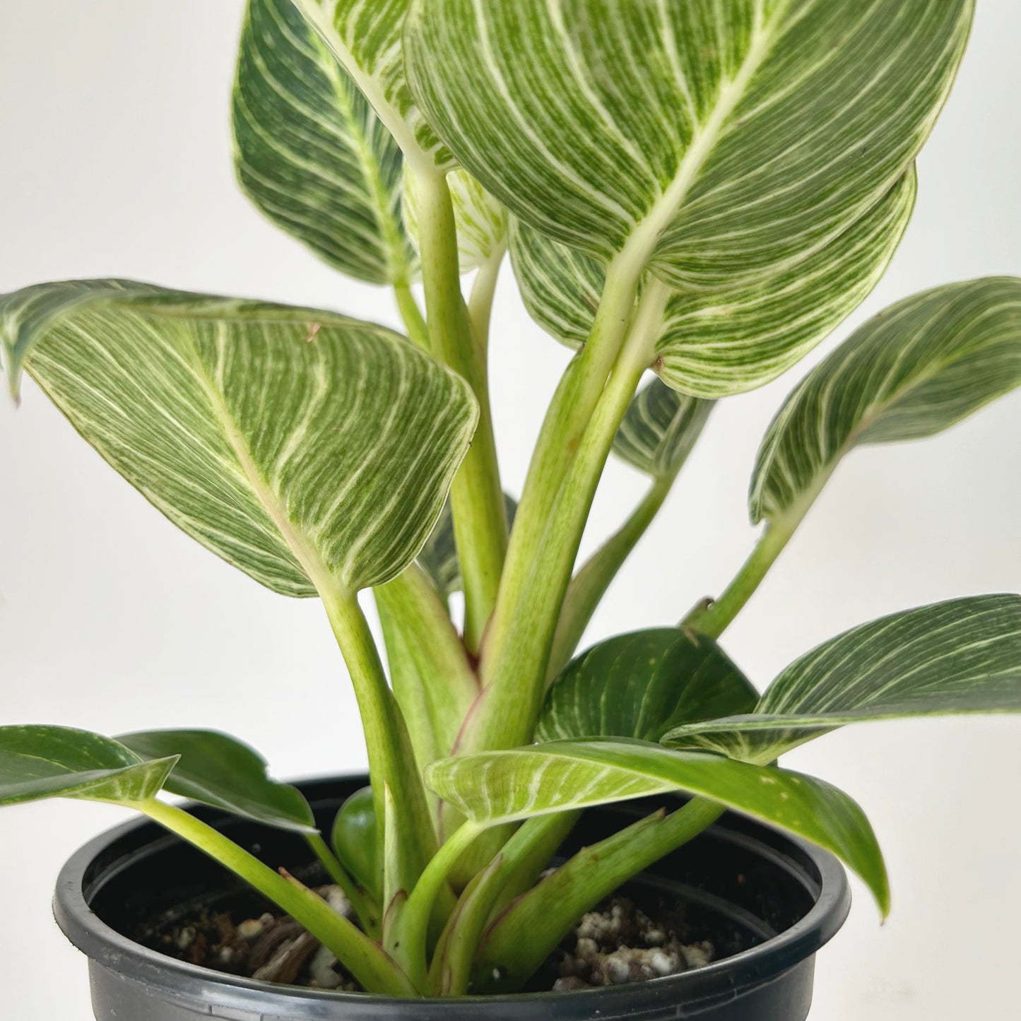 Philodendron “Birkin” 6”pot