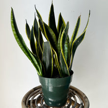 Load image into Gallery viewer, Sansevieria Hahnii “Black Gold” 6” pot
