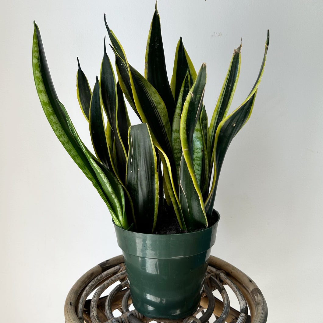 Sansevieria Hahnii “Black Gold” 6” pot