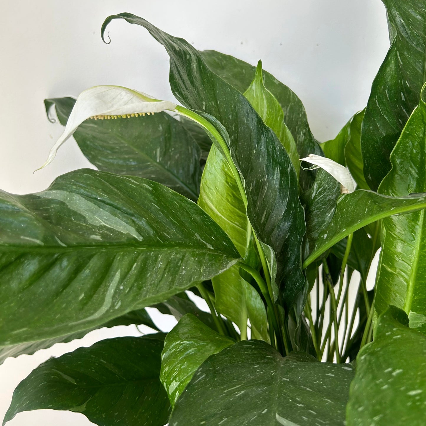 Variegated Peace Lily “Domino” approximately 3ft tall 10”pot