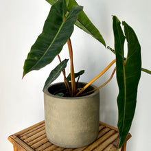 Load image into Gallery viewer, JERICHO Concrete Cylindrical Planter (available in 3 sizes)
