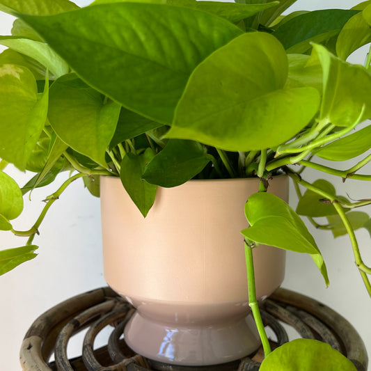 PASADENA PASTEL Decorative Pot (6”x6”)