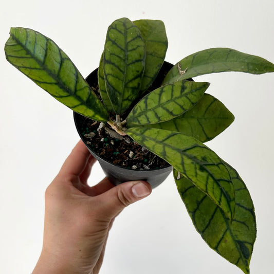 Hoya callistophylla 4" pot