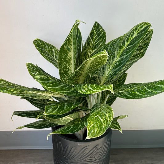 Aglaonema “Golden Madonna” 6" pot