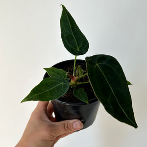 Anthurium Forgetii Dark Form 4” pot
