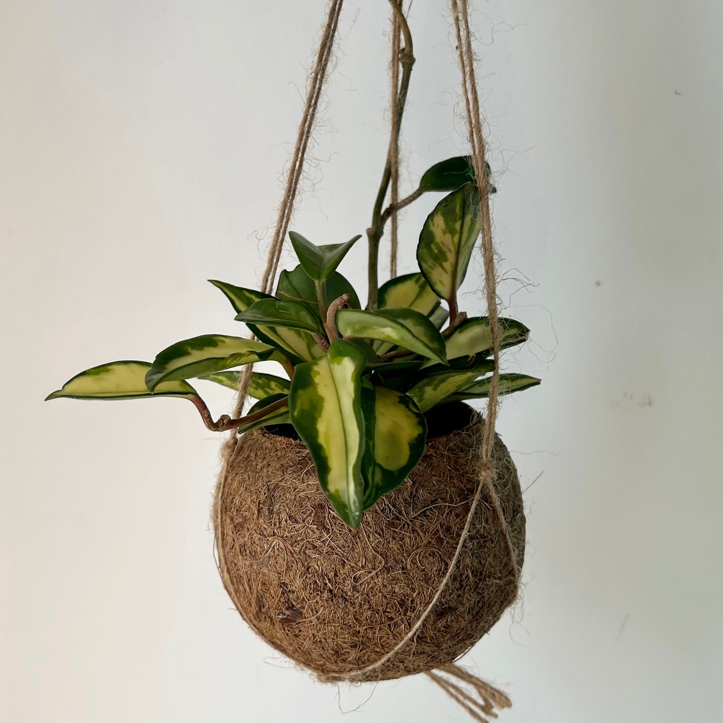 Suspended Kokedama Sphere (Plant included)