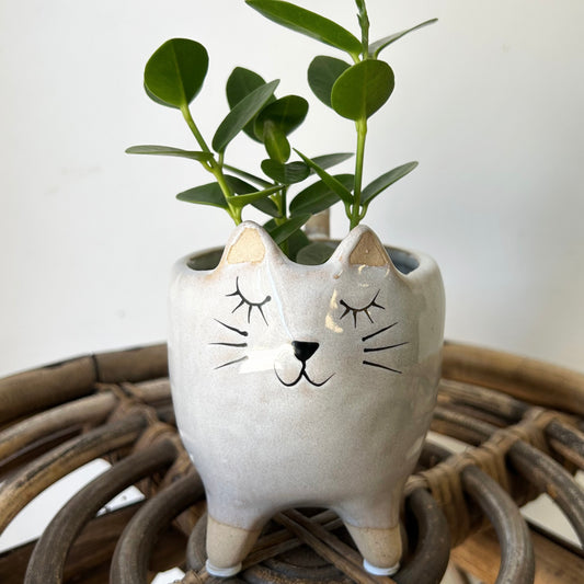 Kitten Decorative Ceramic Pot  (2.75”x2.75”)