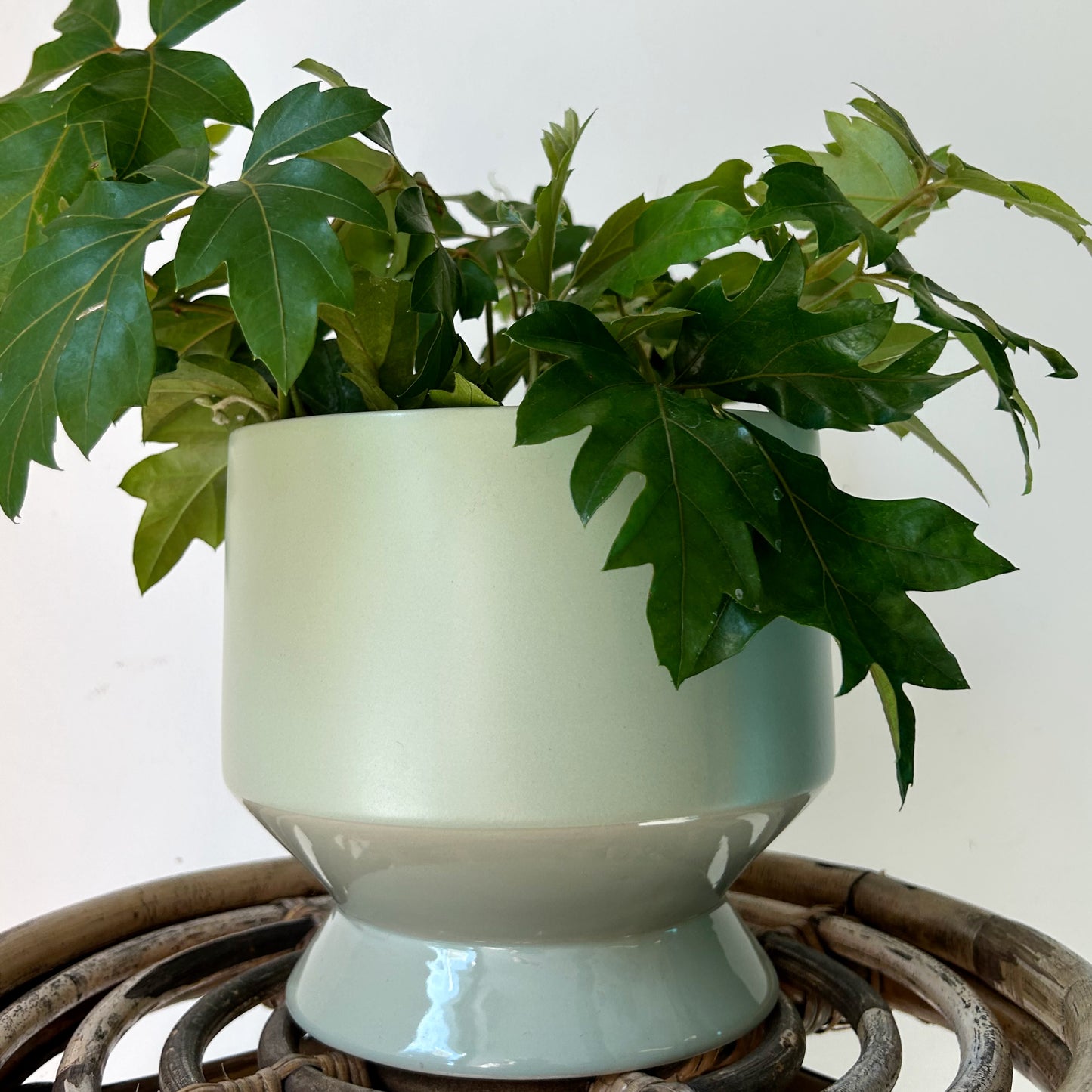 PASADENA PASTEL Decorative Pot (6”x6”) available in 3 colours
