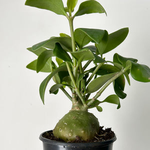 Ant Plant (Hydnophytum)  4” pot