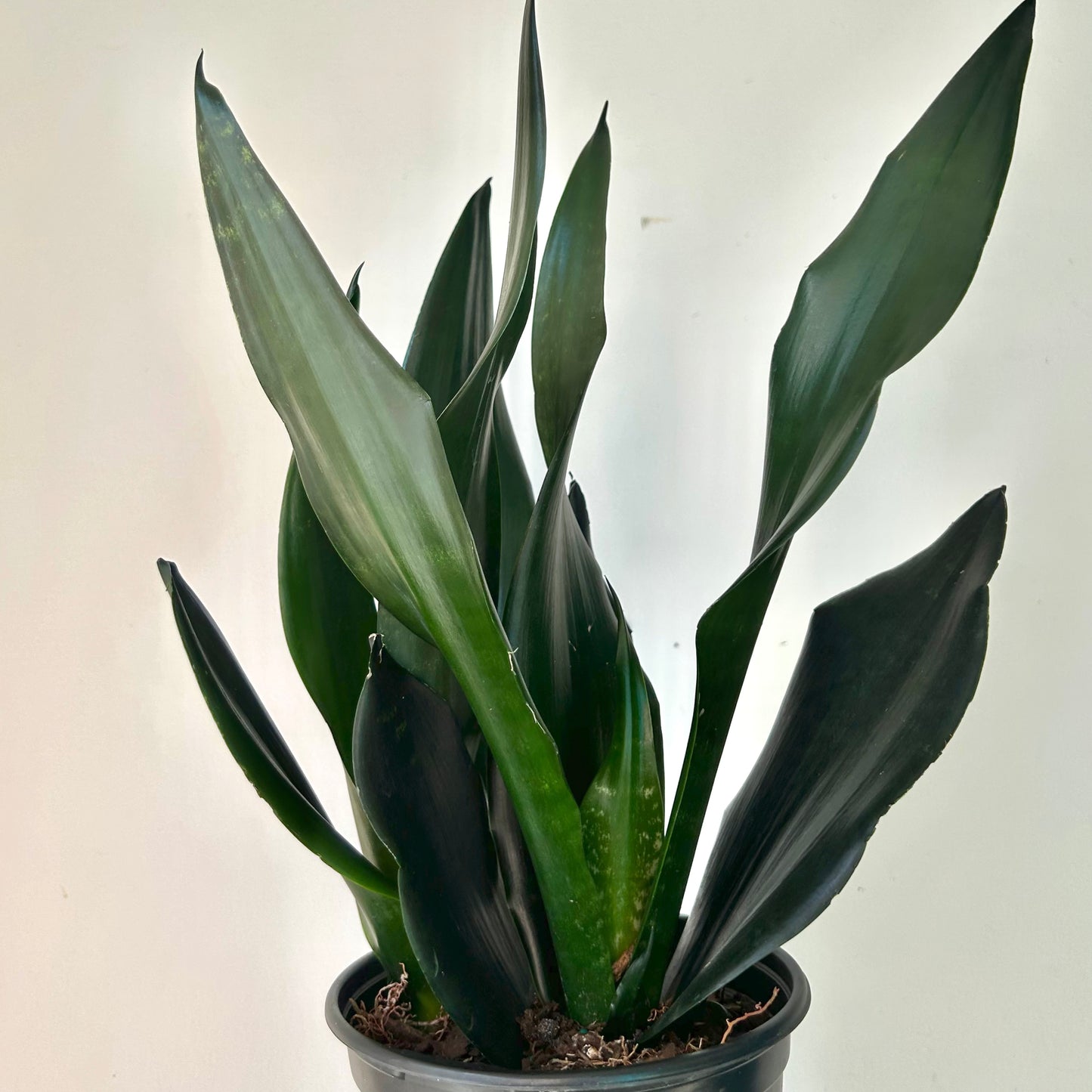 Sansevieria "Black Dragon" 6” pot