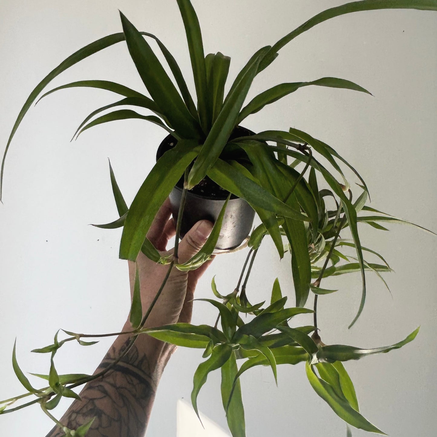 Green Spider Plant (chlorophytum comosum) 5” pot