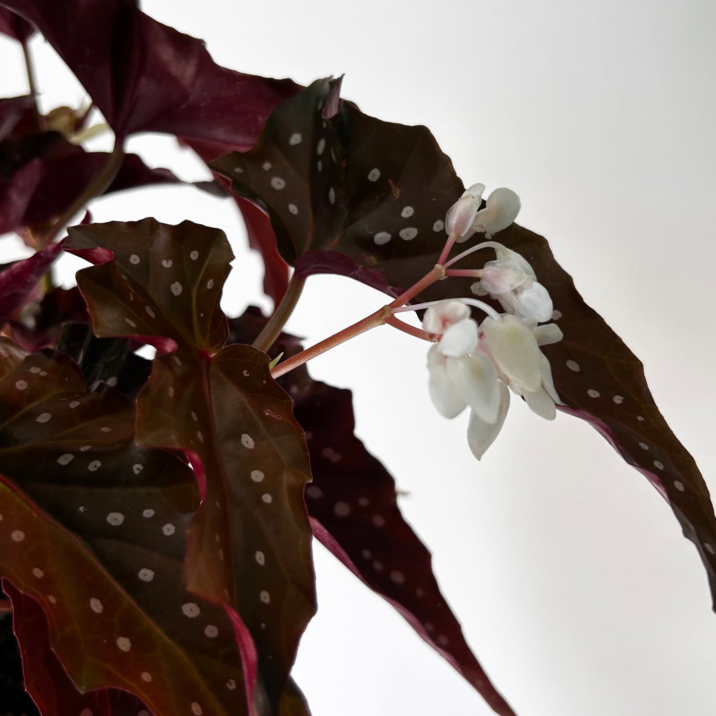 Begonia maculata “Black Forest” 5”pot