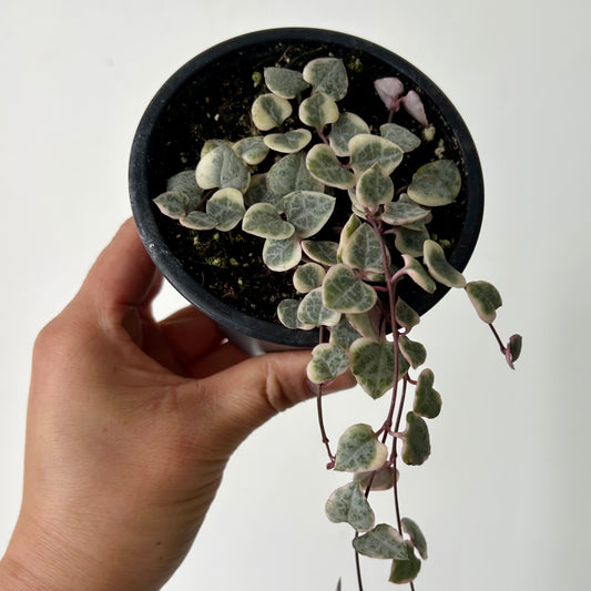 Variegated String of Hearts (Ceropegia woodii variegata) 3.5”pot