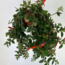 Load image into Gallery viewer, Dancing Dolphin Vine (Columnea) 4.5”hanging basket
