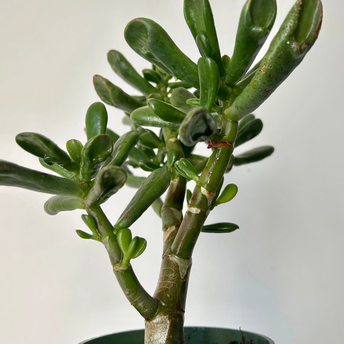 Hobbit Jade (Crassula) 4” pot