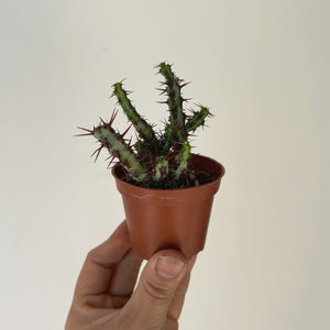 Euphorbia Aeruginosa 2.5” pot