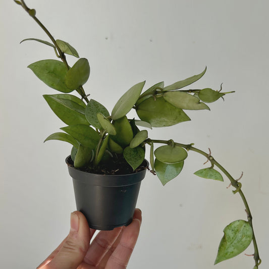 Hoya Krohniana Silver 2.5”pot
