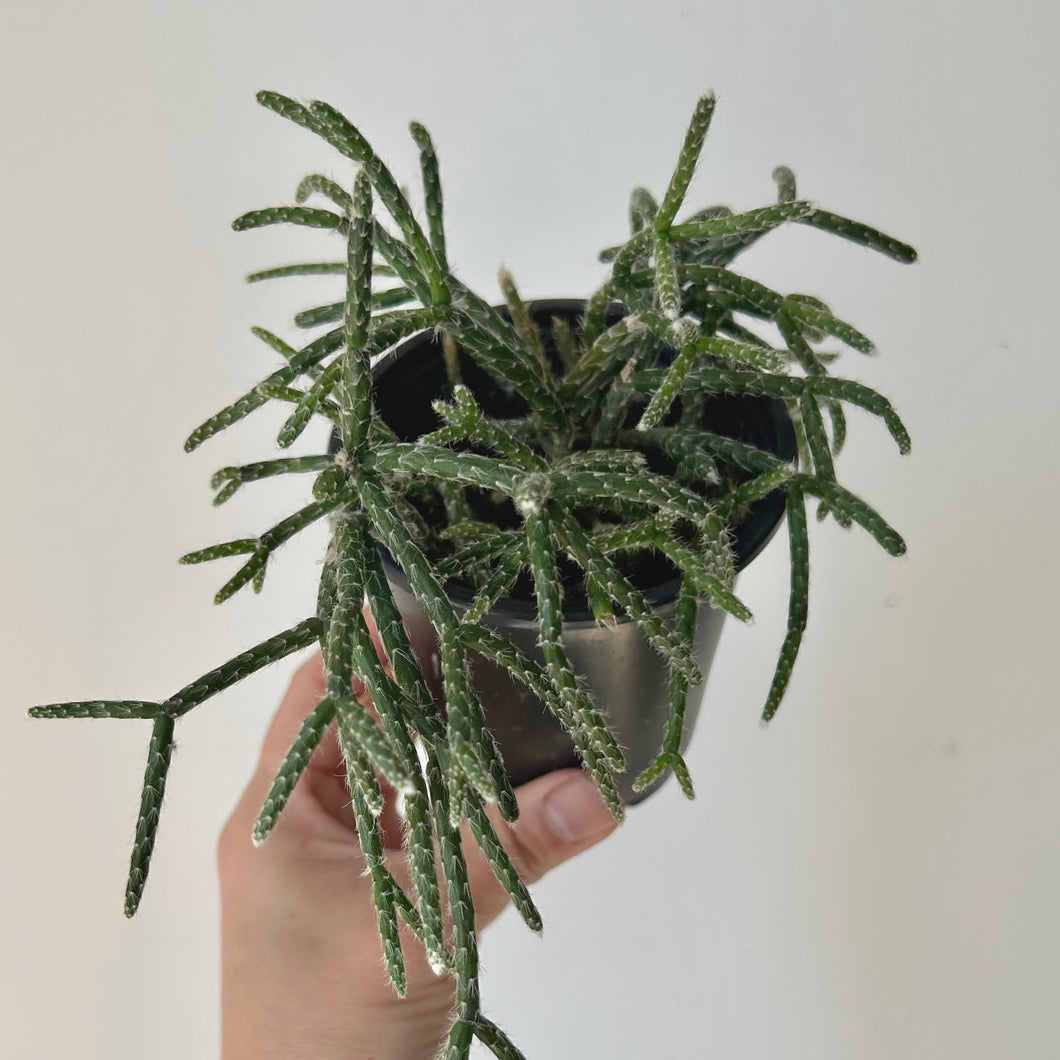 Hairy-Stemmed Rhipsalis (pilocarpa) 3.5”pot