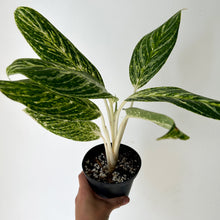 Load image into Gallery viewer, Aglaonema “Key Lime” 4.5&quot; pot
