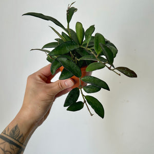 Hoya Rosita 3”pot