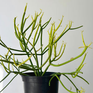Pencil Cactus “Firesticks” (Euphorbia Tirucalli)  6" pot