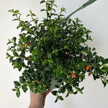 Load image into Gallery viewer, Goldfish Plant (Nematanthus) 6” Hanging Basket
