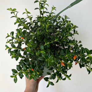 Goldfish Plant (Nematanthus) 6” Hanging Basket