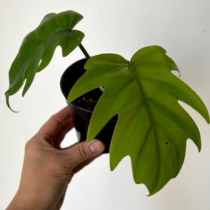 Philodendron Mayoi 3.5” pot
