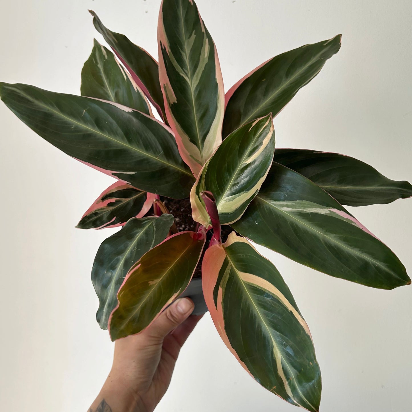 Calathea Stromanthe Triostar 5”pot