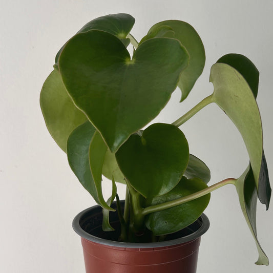 Peperomia “Raindrop” 4”pot