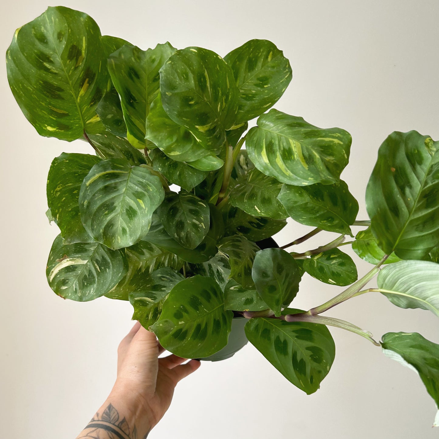 Maranta leuconeura 'Beauty Kim” 6”pot