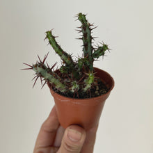 Load image into Gallery viewer, Euphorbia Aeruginosa 2.5” pot
