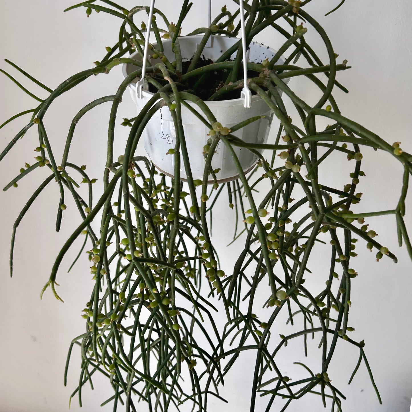 Rhipsalis shaferi 6” hanging basket