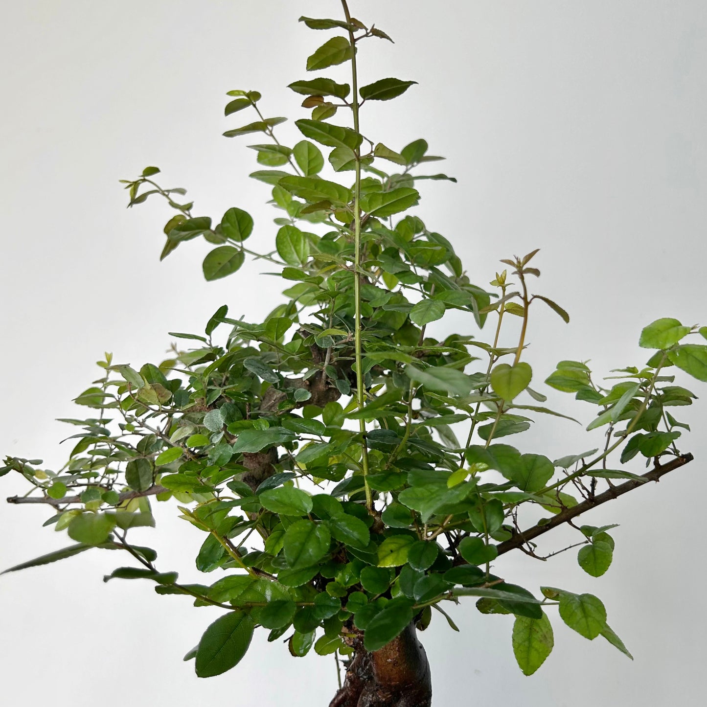 Bonsai Styled "Chinese Sweet Plum" (Sageretia) 6” pot