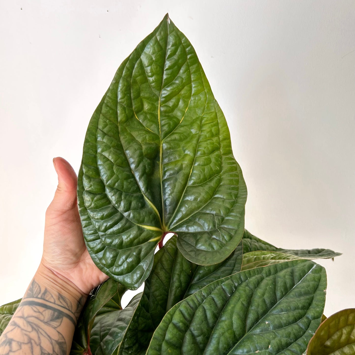Anthurium Luxurians X Radicans (Hybrid) 10” pot