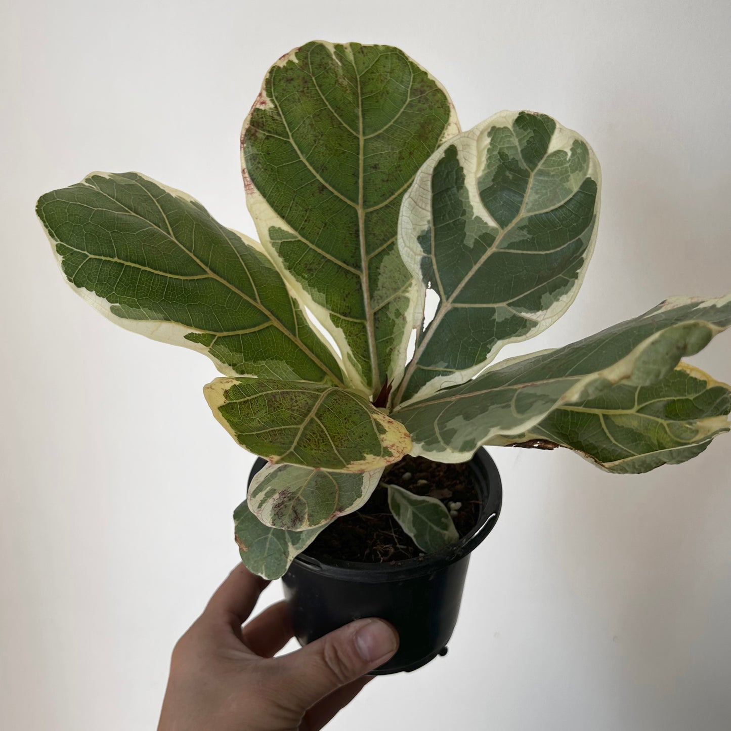 Variegated Fiddle Leaf Fig (Ficus lyrata variegata)