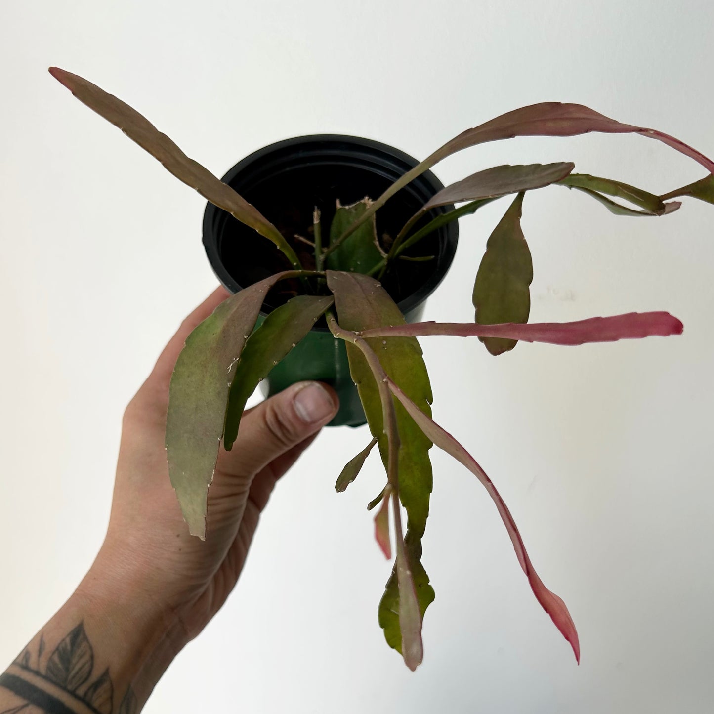 Kimnachia ramulosa 3.5” pot