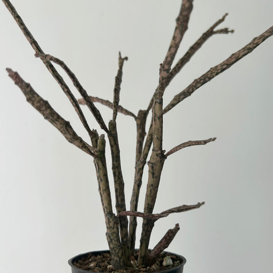 Dead Stick Plant (Euphorbia platyclada) 2.5” pot