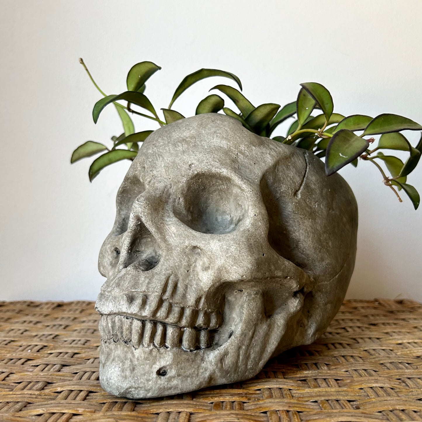 Concrete Skull Planter 4”X4.5”